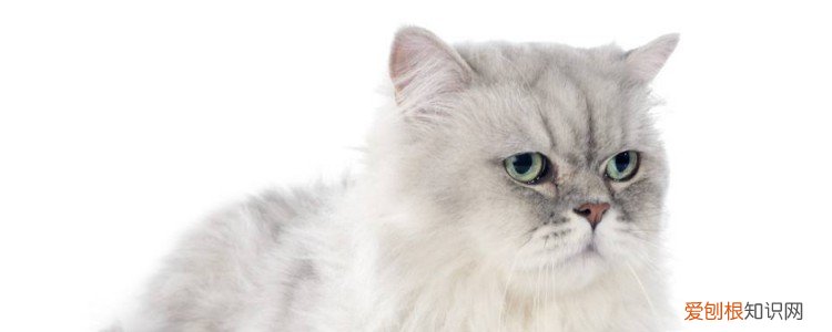 猫咪必备应急药,猫咪必备的药物用品是什么,养猫咪必备的药物用品有什么