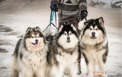 狗被别的狗咬了个口子 如何急救？