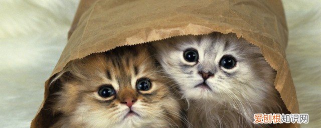 猫得了猫瘟怎么办 得了猫瘟的猫怎么救