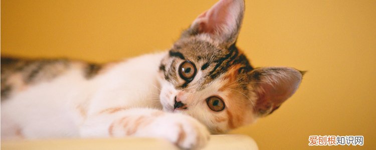 猫咪发情怎么办 猫发情应该怎么办,猫发情了怎么解决,猫发情了怎么安抚