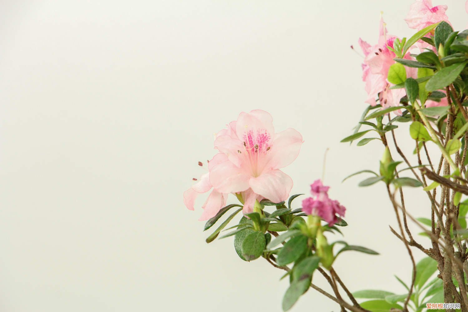 杜鹃花一次浇多少水 杜鹃花一盆浇多少水