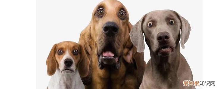 秋季狗狗腹泻是怎么回事 别再让狗狗直接躺地上了!