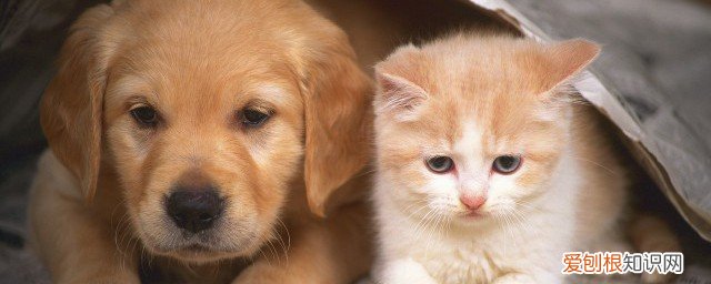 猫吐血怎么回事 猫吐血的原因