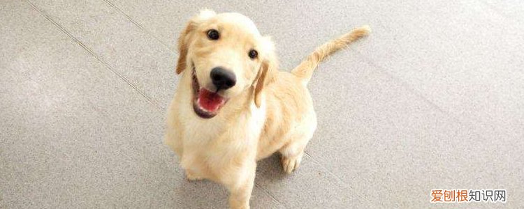 秋季狗狗脚掌蜕皮 可能是细菌感染?