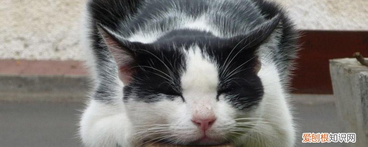 猫咪有必要补充维生素吗,猫咪吃什么可以补充维生素,猫咪需要补充维生素吗