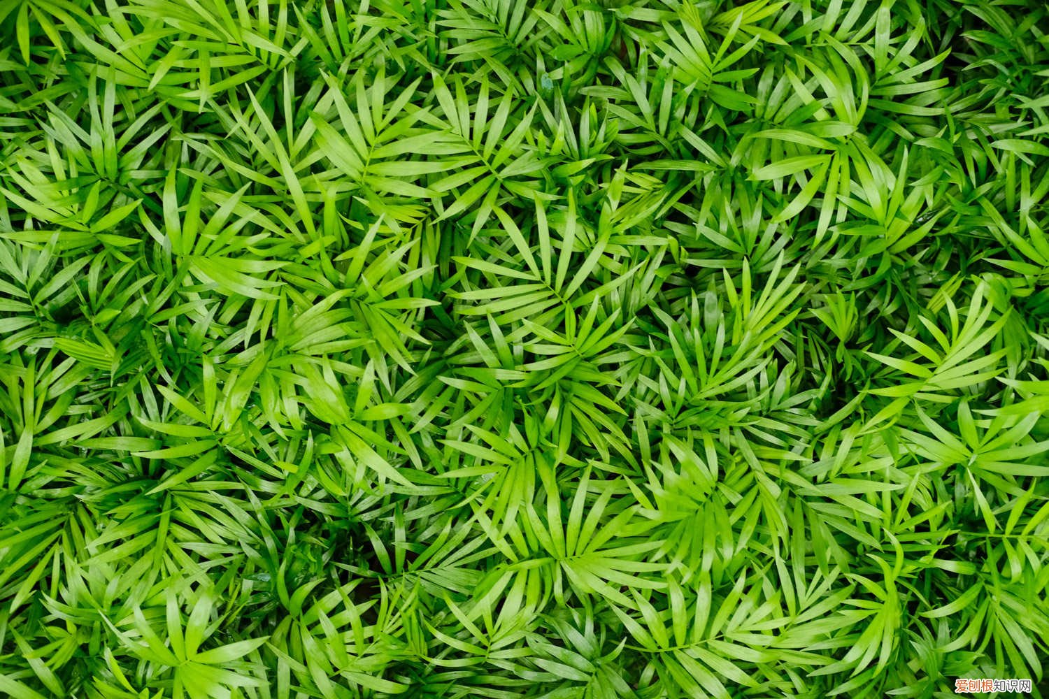 袖珍椰多久浇水 袖珍椰子浇多少水