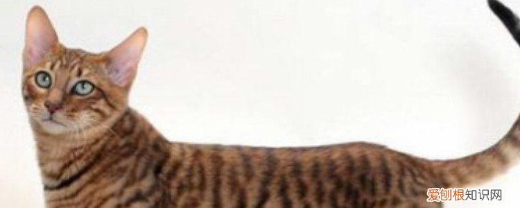 猫咪多大要绝育手术 猫咪几岁做绝育手术,猫咪多大绝育比较好,猫咪多大绝育合适