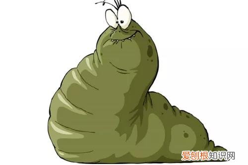 冬天宠物没有寄生虫 你可别被骗了