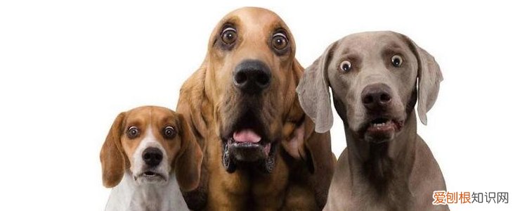 秋季狗狗拉肚子吃什么药 别没有搞清楚就乱治!