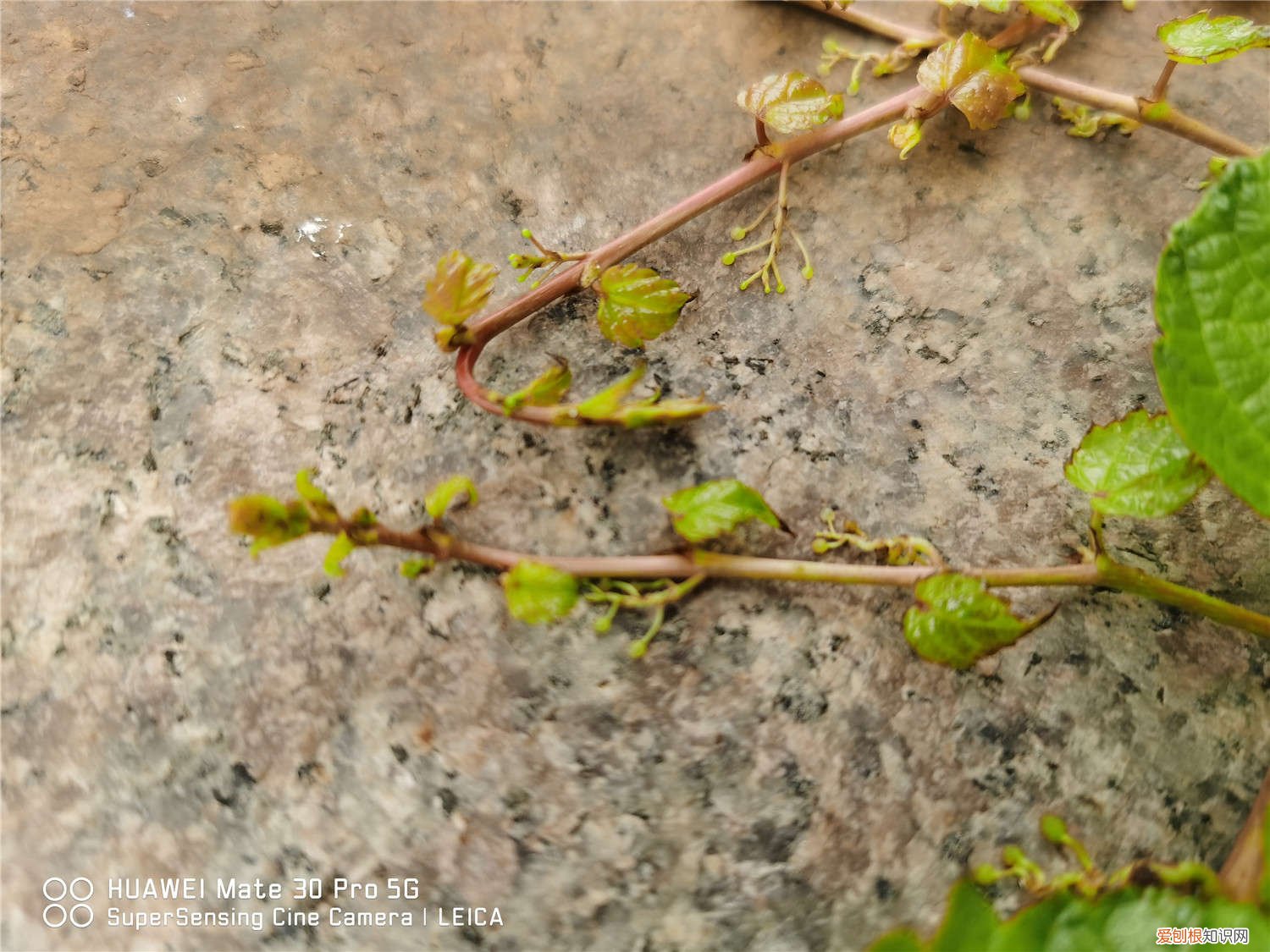 爬山虎需要水吗 爬山虎一次浇水多少