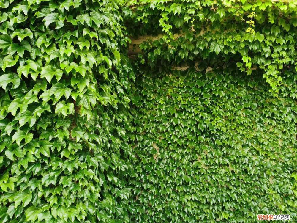 爬山虎需要水吗 爬山虎一次浇水多少