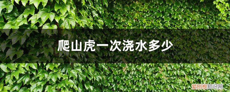 爬山虎需要水吗 爬山虎一次浇水多少