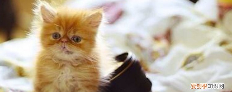 小猫的毛为什么一直是炸的 小猫的毛为什么是炸的,小猫的毛是炸起来的,小猫的毛是竖起来的