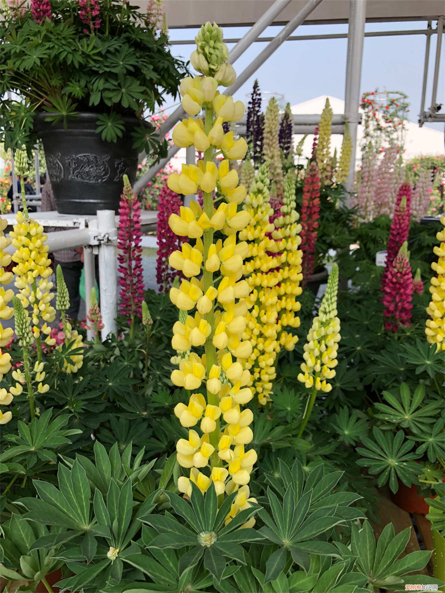 鲁冰花需要经常浇水吗 鲁冰花多少天浇一次水