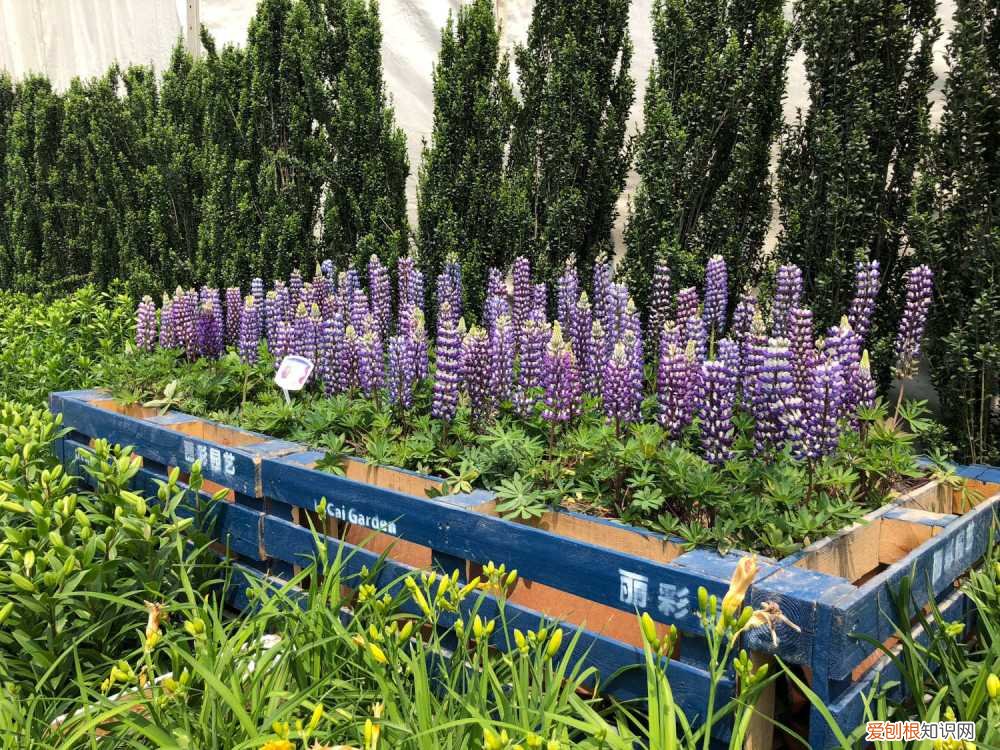 鲁冰花需要经常浇水吗 鲁冰花多少天浇一次水