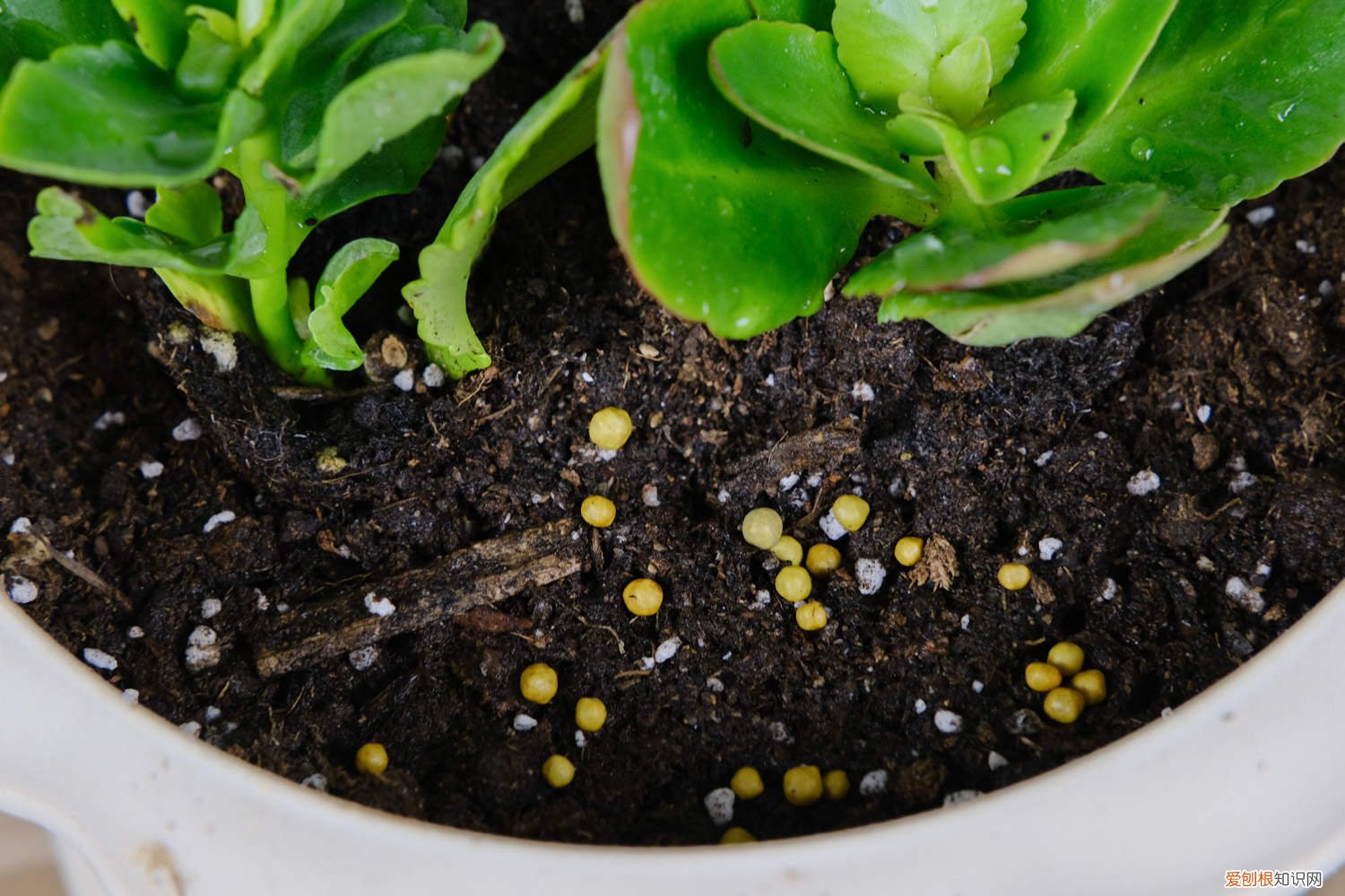 长寿花浇多少水好 长寿花浇多少水