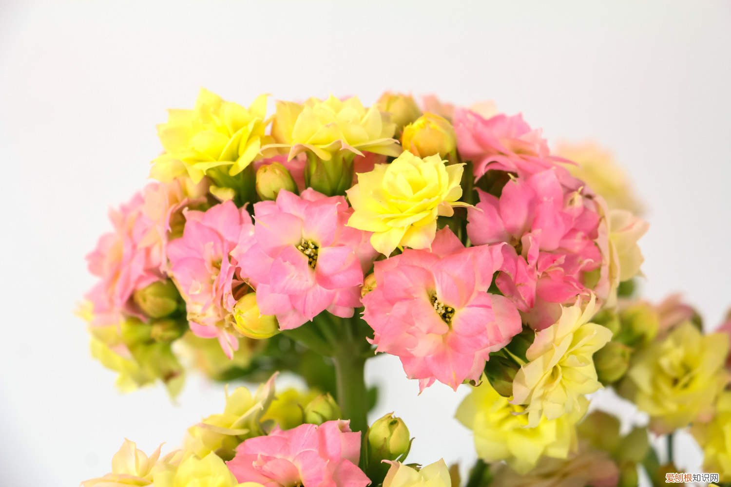 长寿花浇多少水好 长寿花浇多少水