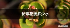 长寿花浇多少水好 长寿花浇多少水
