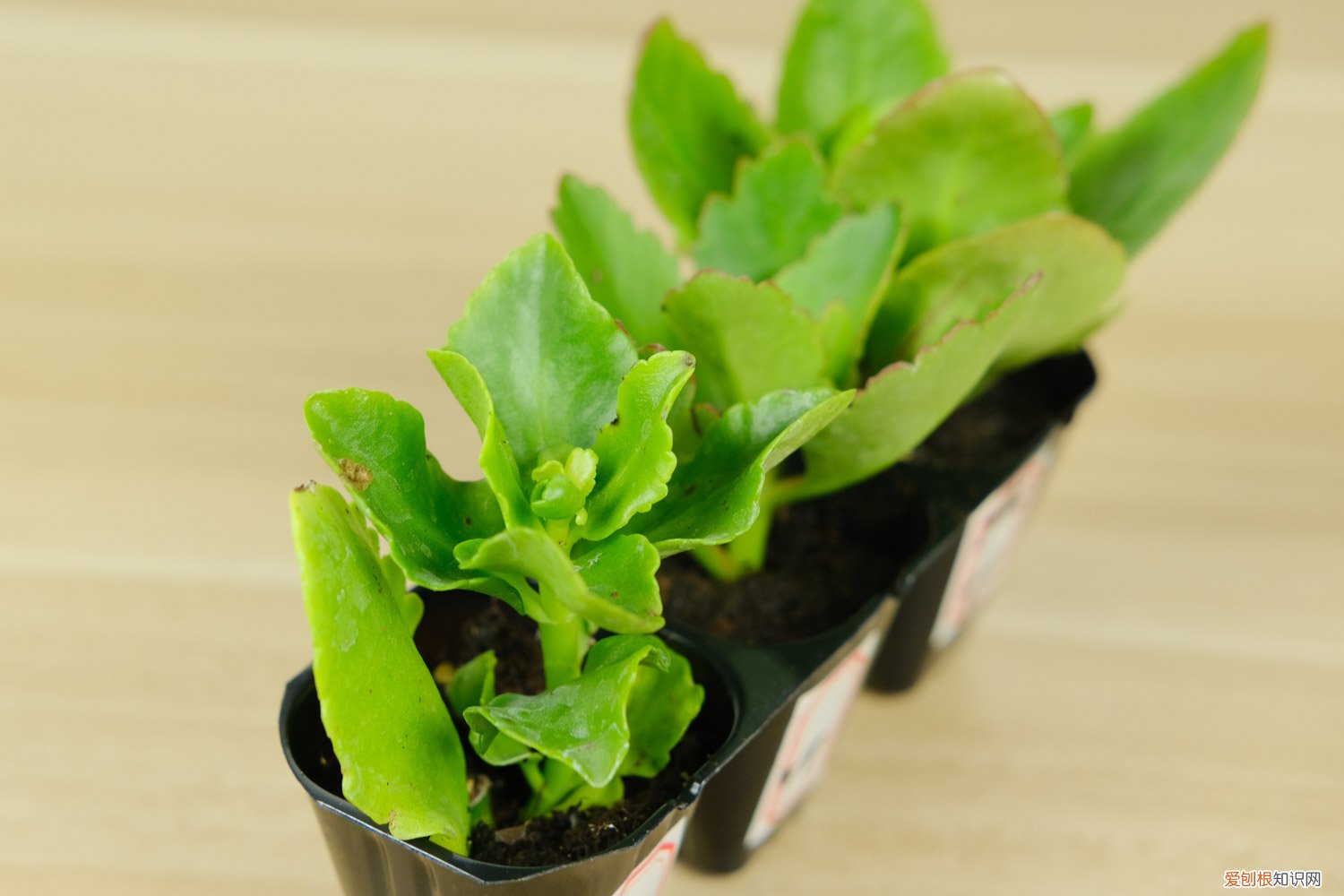 长寿花浇多少水好 长寿花浇多少水