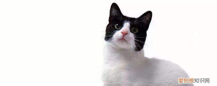 宠物益生菌作用与功效,宠物吃益生菌的作用,宠物吃活性益生菌的作用