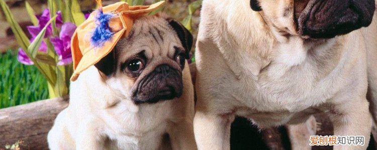 狗狗秋季容易得的病 这些季节性疾病要注意了！