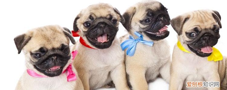 狗狗吐很多次 如何正确治疗预防?