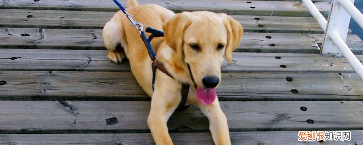 秋季狗狗容易得皮肤病 这些都是主人护理的锅！