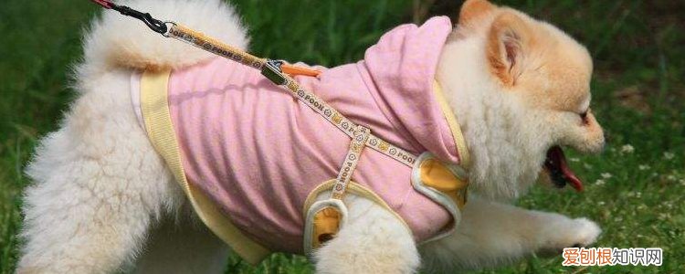 秋季狗狗咳嗽怎么办 千万别拖成肺炎！