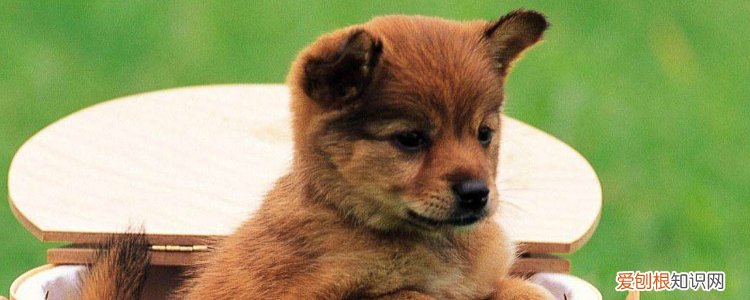 秋季狗狗怎样除蚤 三招有效去除跳蚤!