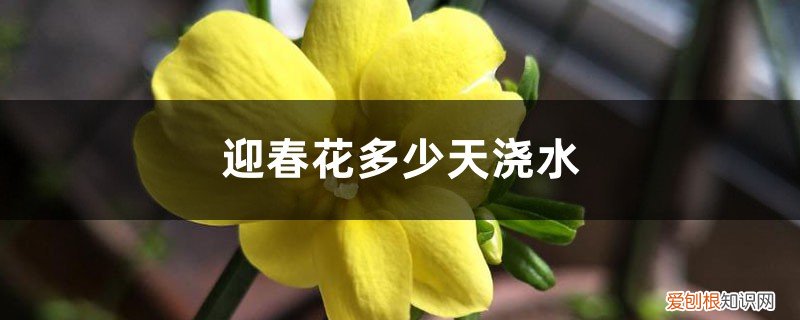 迎春花冬季栽培多久浇水 迎春花多少天浇次水