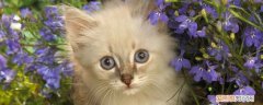 猫能在院子里养吗 如何在院子里养猫,如何在院子里养小猫,怎么在院子里养猫