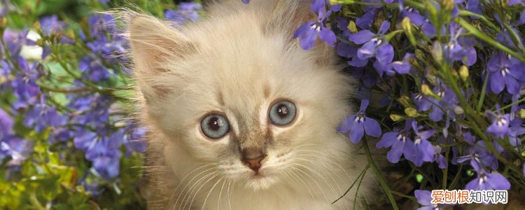 猫能在院子里养吗 如何在院子里养猫,如何在院子里养小猫,怎么在院子里养猫