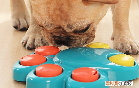 狗狗蛋白质缺乏症的症状 还不赶紧给你家狗狗补一补