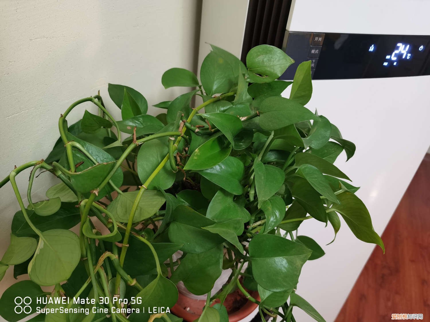 绿萝一天要交多少次水? 绿萝多少天换一次水