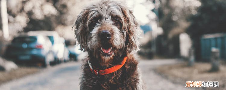 狗狗心力衰竭怎么治疗 不要再安排运动和训练啦!