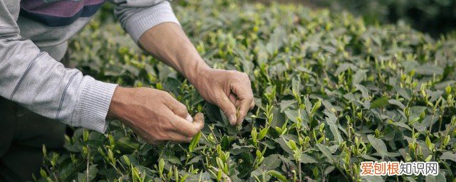 奶茶可不可以用绿茶叶做的 绿茶可以做奶茶吗