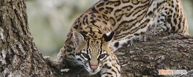 被没有打过疫苗的猫咬了怎么办,被没有打过疫苗的猫咬出血,被没有打过疫苗的猫咬出血要不要打