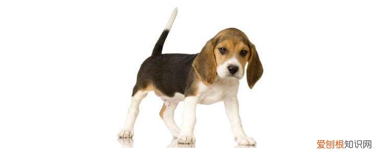 狗狗细小怎么引起的 主人占大多数原因!