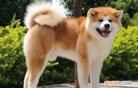 狗狗皮屑多是什么原因？ 这四点原因你要知道！