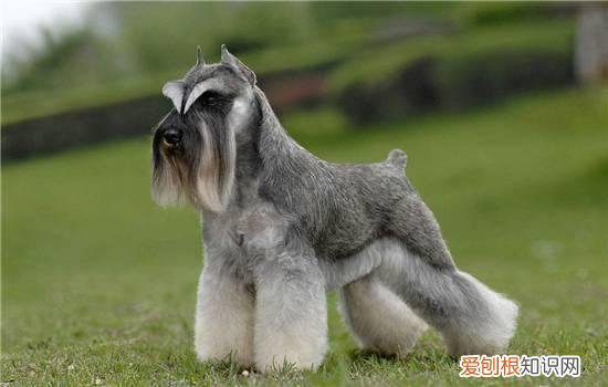 狗狗真菌性皮肤病怎么治？ 看着篇就够了！