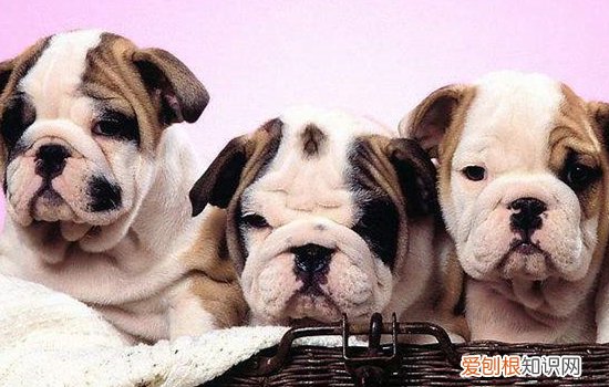 狗狗慢性肾衰竭症状 狗狗慢性肾衰竭的治疗原则!