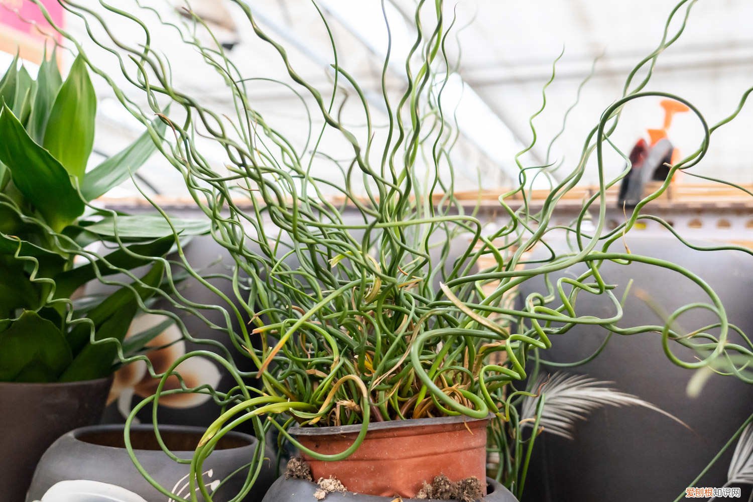 弹簧草可以水培吗 弹簧草一次浇多少水