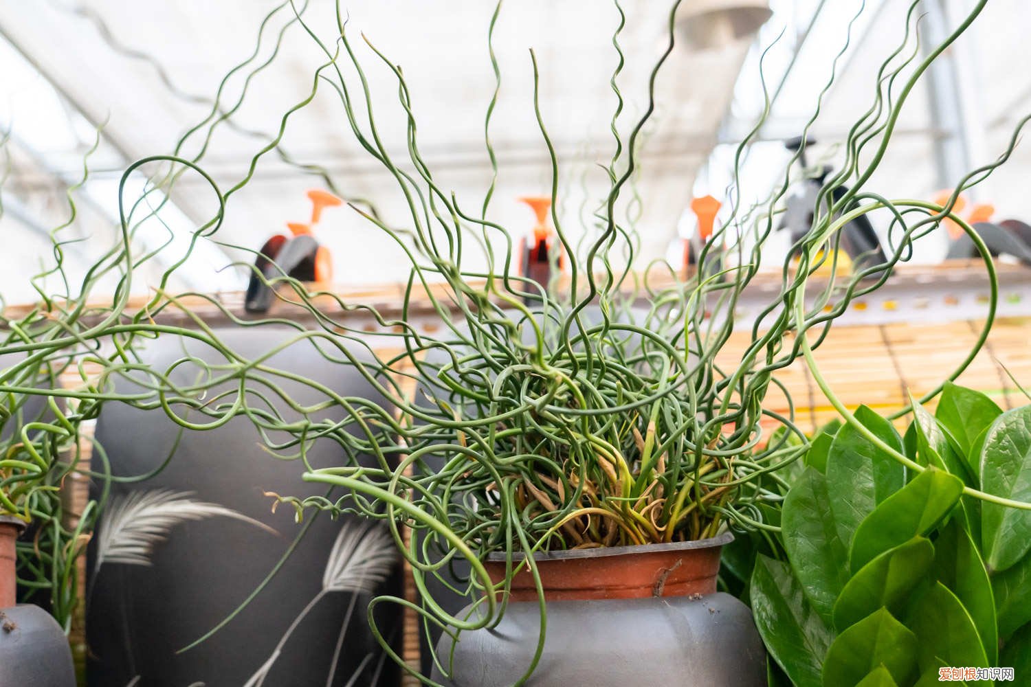 弹簧草可以水培吗 弹簧草一次浇多少水