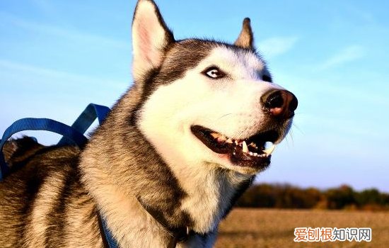 狗狗急性胃炎的症状 看完你就懂了！