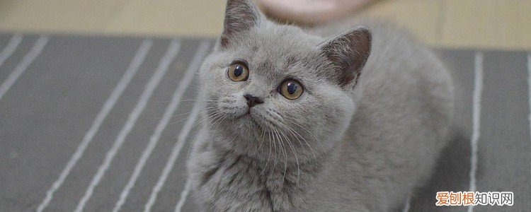 海乐妙驱虫药注意事项 海乐妙驱虫药用法用量,海乐妙驱虫药用量,海乐妙驱虫药用法