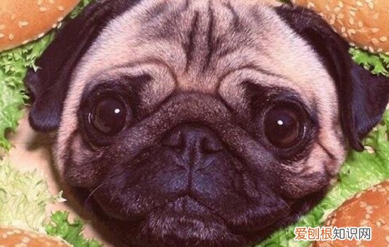 狗为什么会得牙周炎? 狗狗牙周病怎么预防!