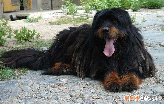 狗为什么会得牙周炎? 狗狗牙周病怎么预防!