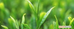 做奶茶可以用绿茶叶吗 做奶茶能用绿茶叶吗