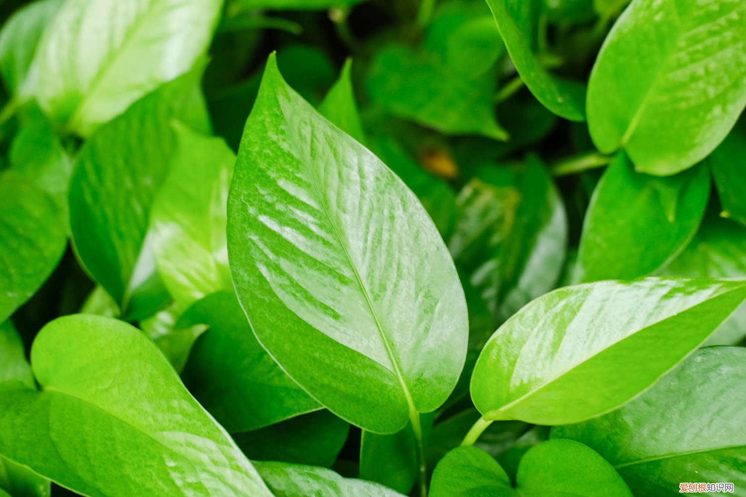 养绿萝要放多少水 水养绿萝应加多少水