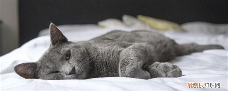 猫身上有黑色条状虫子,猫身上有黑色条状虫子对人有害吗,猫身上有黑色的条状物